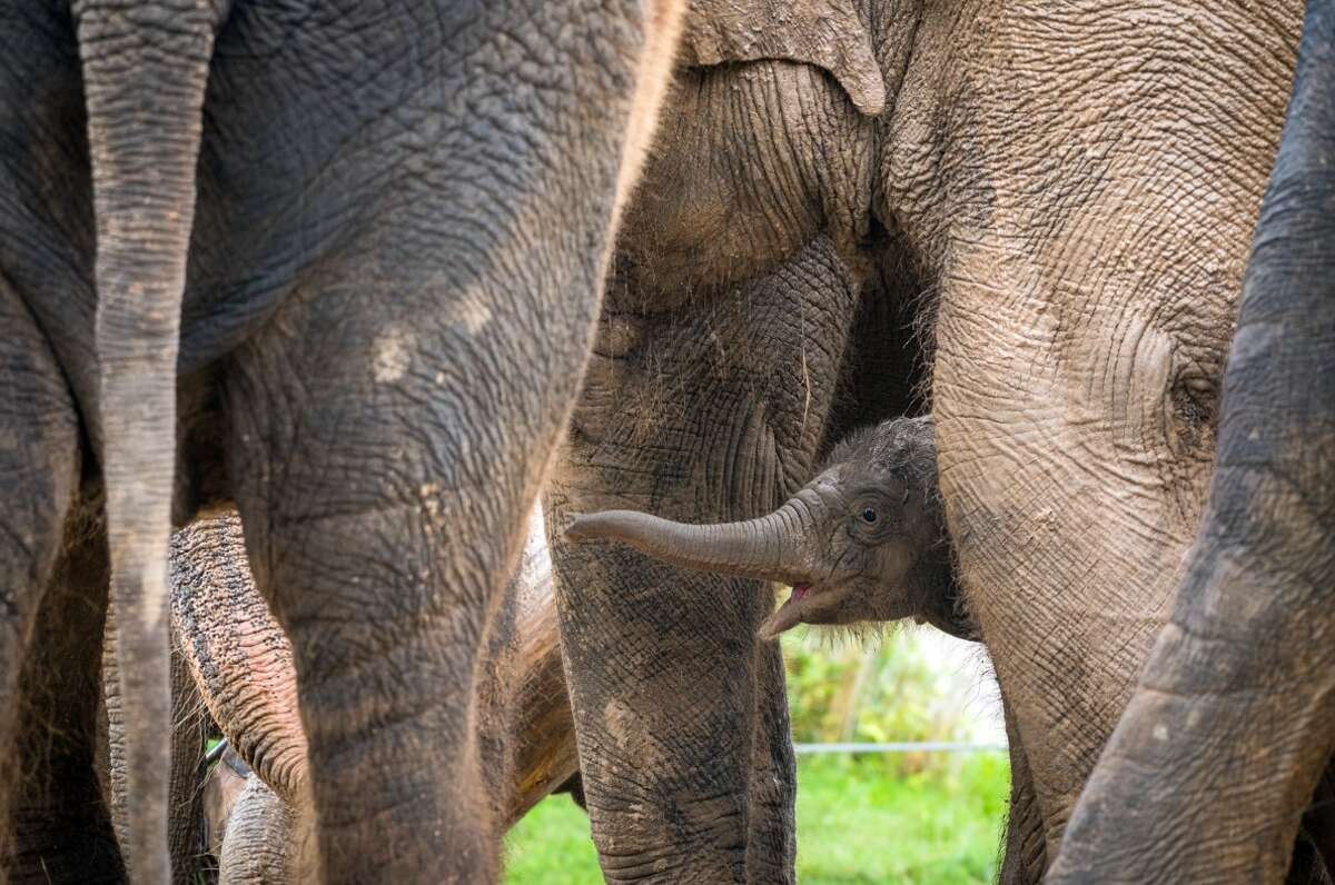 Houston Zoo's newest baby elephant is pretty adorable