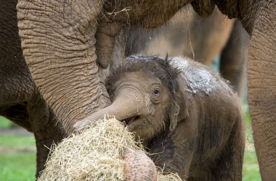 Houston Zoo's newest baby elephant is pretty adorable Houston Chronicle