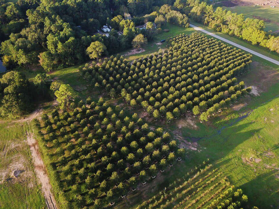 Uptown Live Oak Canopy Laredo Morning Times - Tree Farm Houston Uptown Live Oak Canopy Laredo Morning Times - Tree Farm Houston