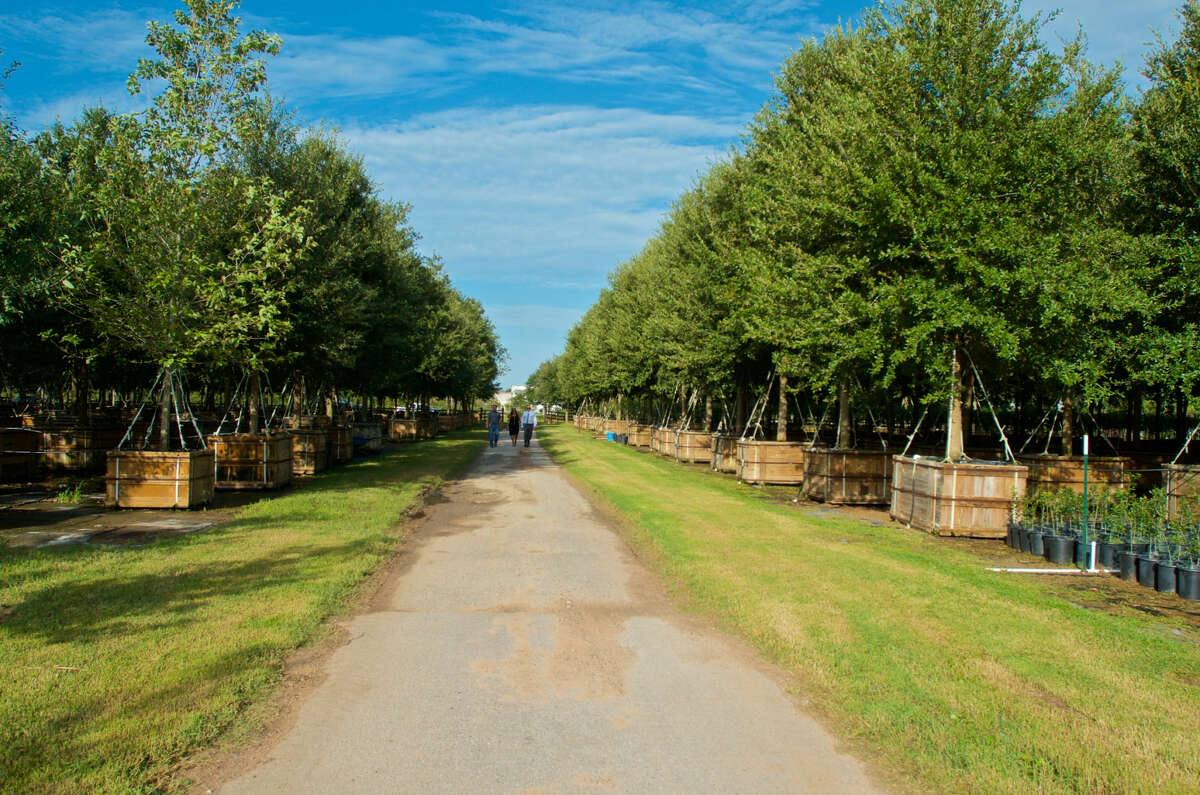 Uptown live oak canopy