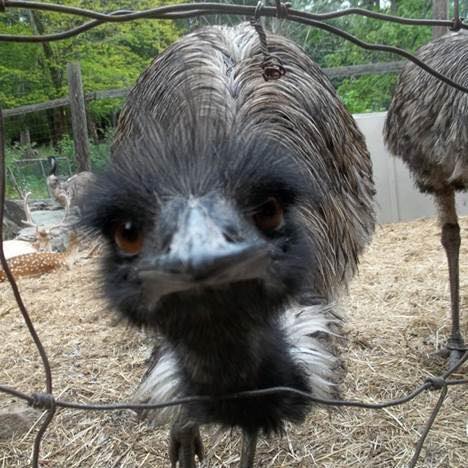 emu