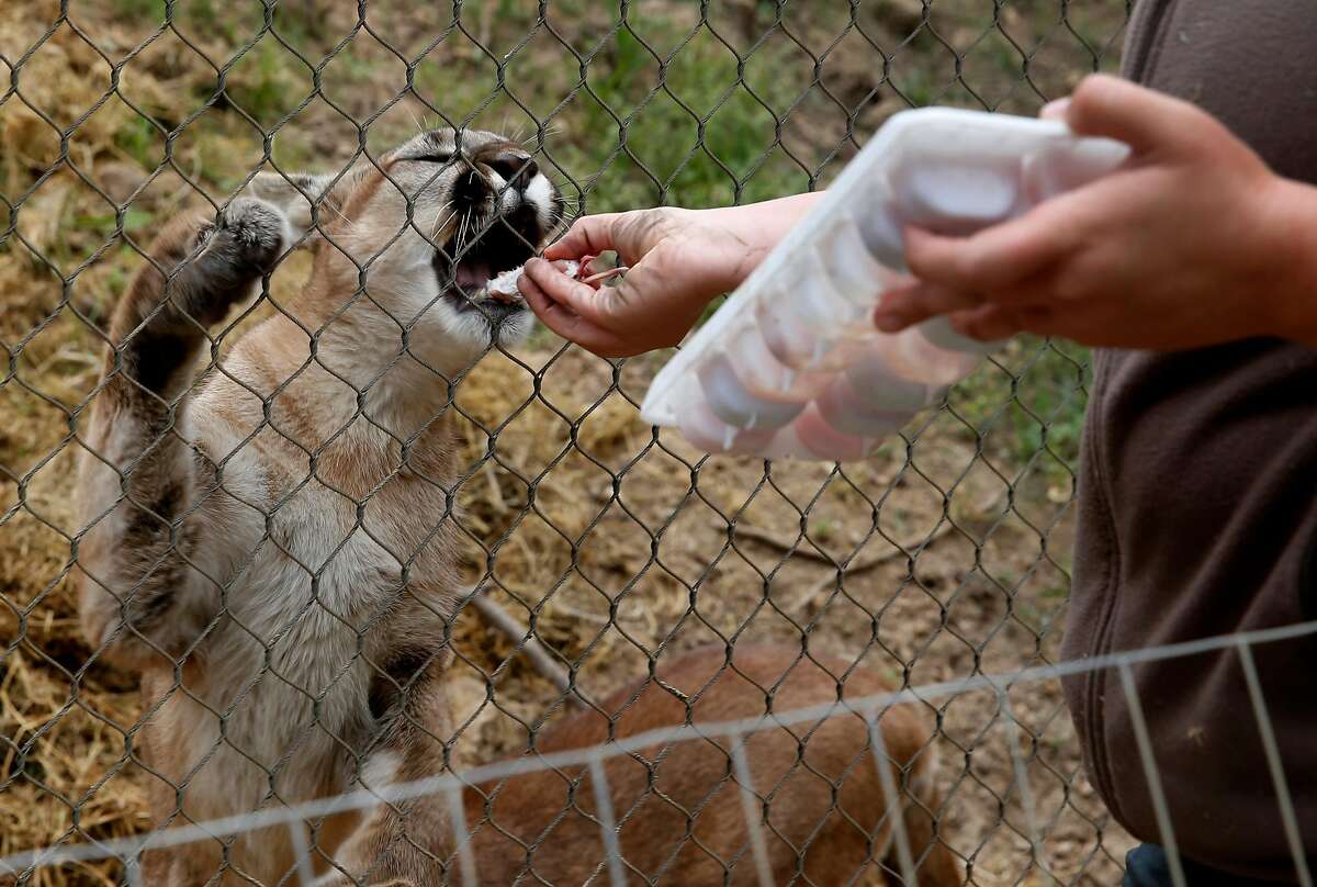 Oakland Zoo stays closed a second day, with focus on protecting most
