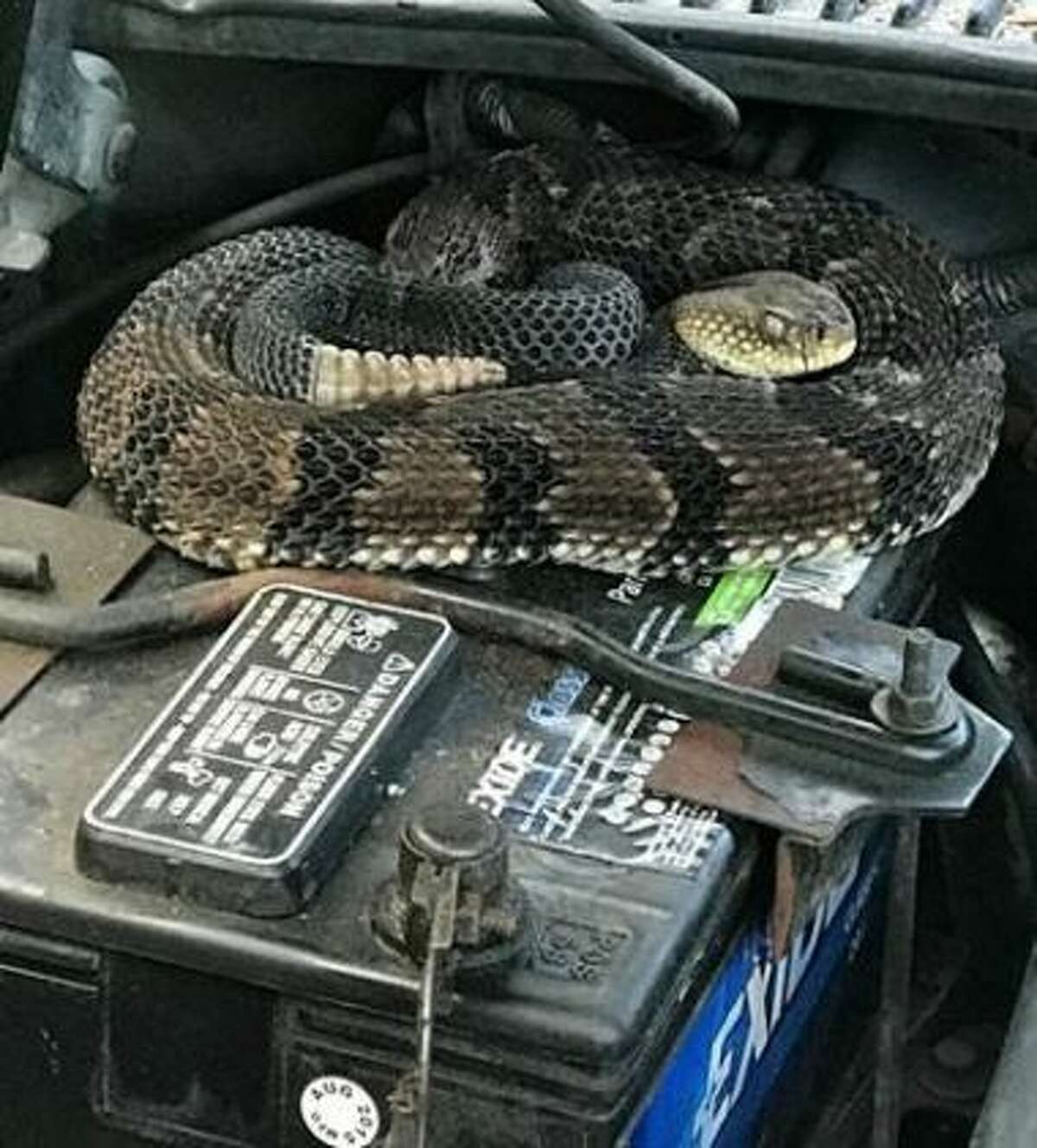 A timber rattlesnake sought shelter inside a car's engine compartment on June 11, 2018, in Hancock, Delaware County, N.Y.