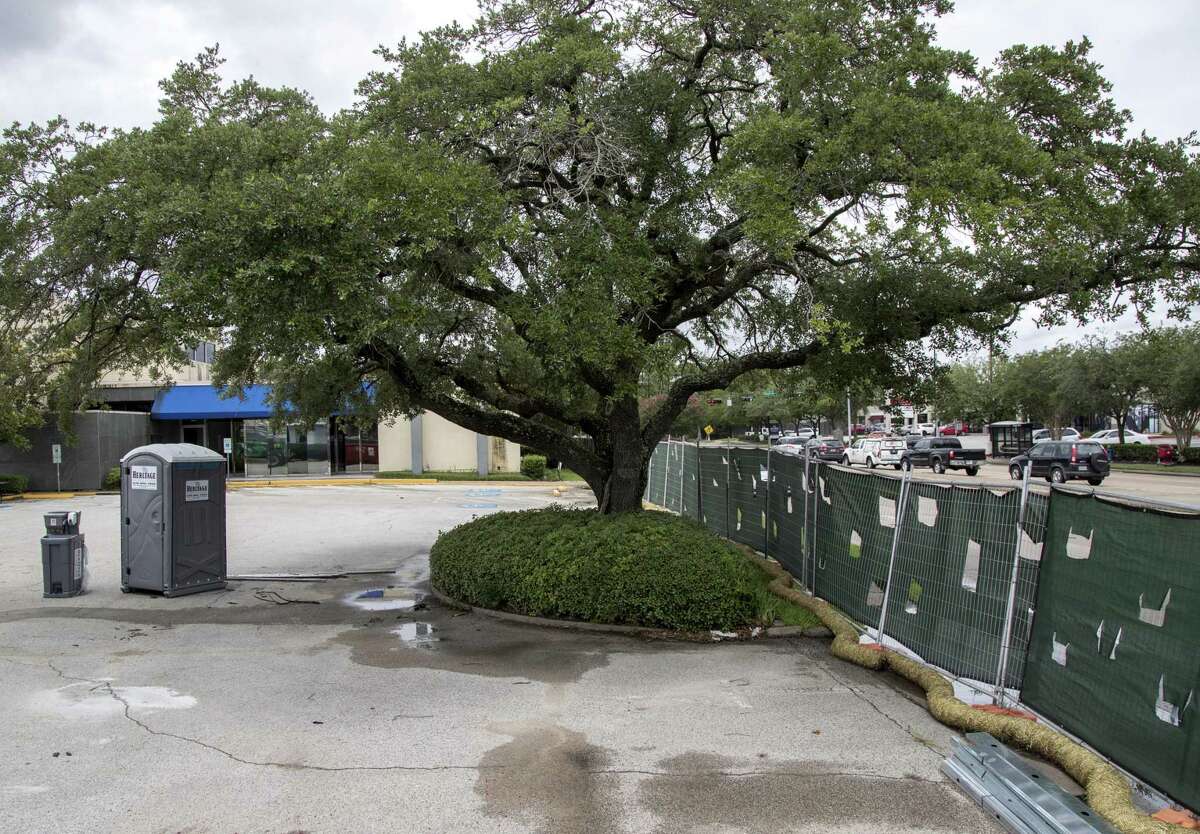 An oak tree memorializing Captain Herod was planted more than 50 years ago near the intersection of Beechnut Street and Endicott Lane, seen here Tuesday, June 19, 2018, in Houston. ( Jon Shapley / Houston Chronicle )