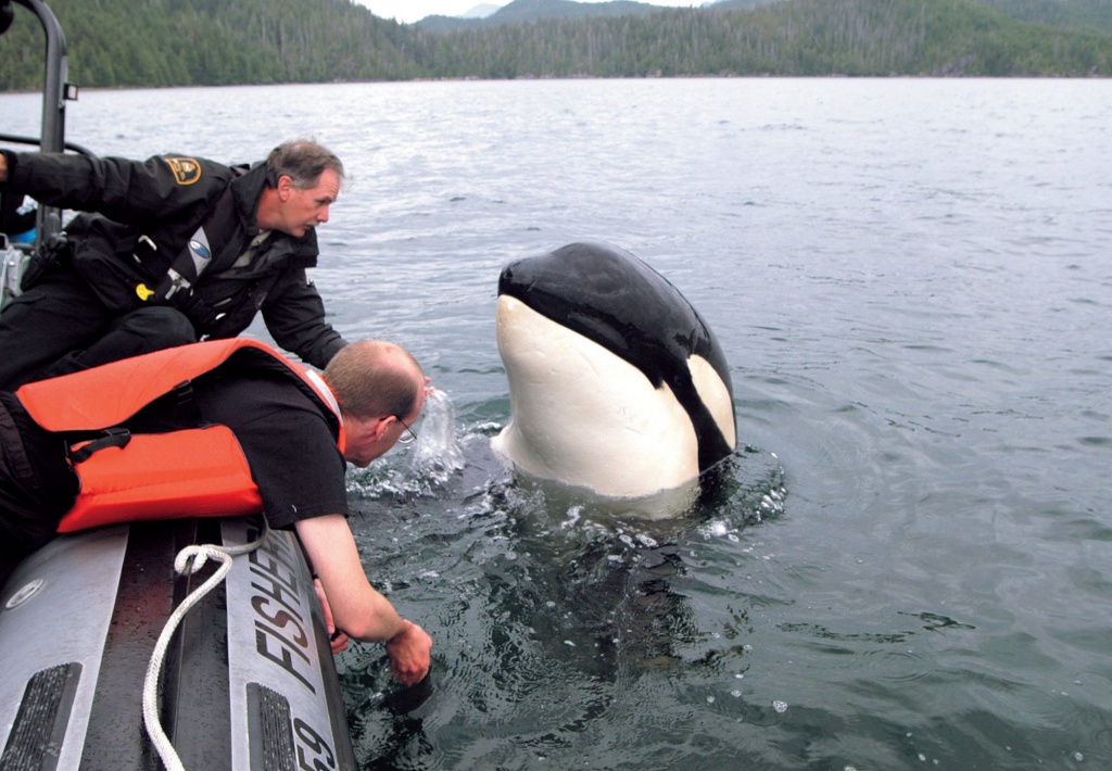 Why do northern resident orcas thrive while southern residents struggle?