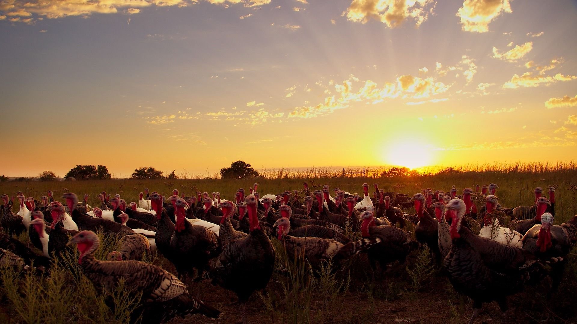 ‘Eating Animals’ review: Thoughtful, provocative documentary on factory farming ...1920 x 1080