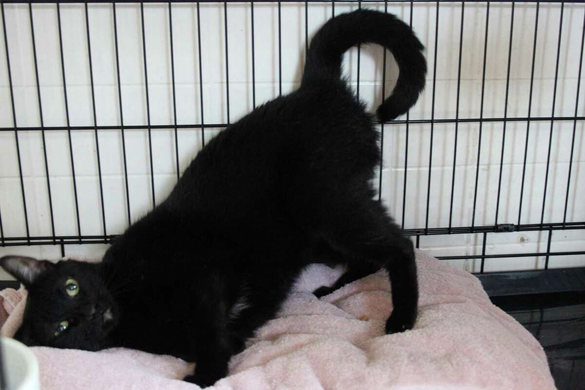 Why black cats are harder to adopt