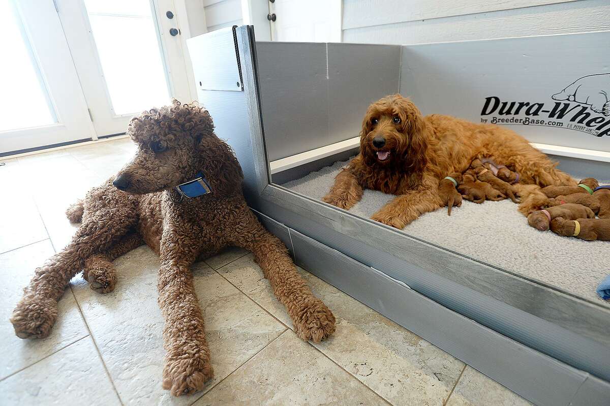 midlands poodles and doodles