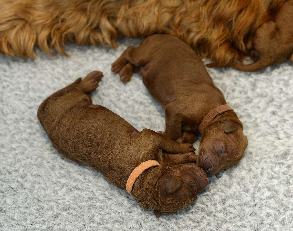 Kountze mom turns dog breeder after kids leave nest