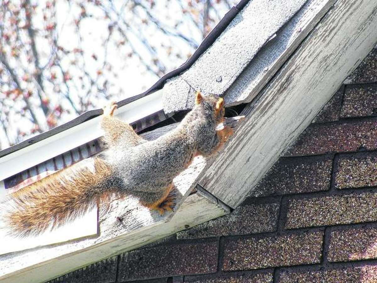 A squirrel seems to be having a hard time deciding which way to go on the roof of an old house in Scottville.