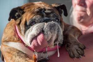 'World's Ugliest Dog,' Zsa Zsa, has died - Photo