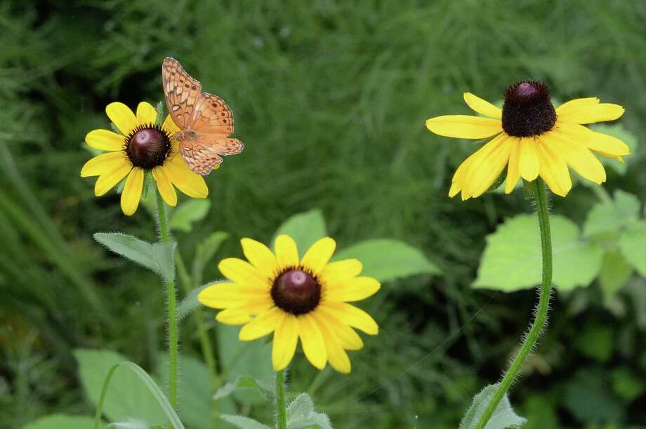 Wildflowers make a beautiful, easycare garden Houston Chronicle