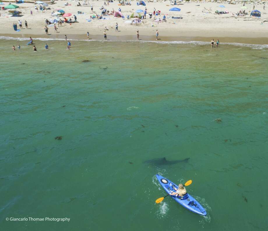 Kayaker paddles with a dozen great white sharks off coast near Santa