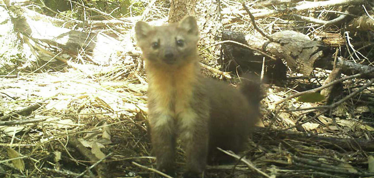Conservation groups are rallying to save the Humboldt Marten, a furry, kitten-sized relative of minks and otters. 