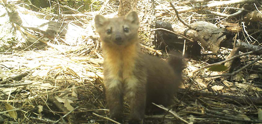 are martens related to cats or dogs