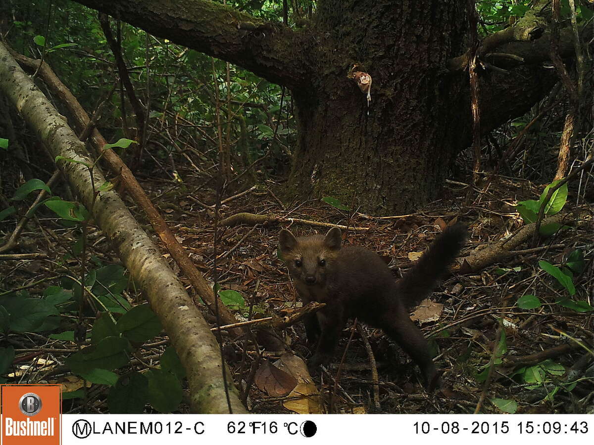 Conservation groups are rallying to save the Humboldt Marten, a furry, kitten-sized relative of minks and otters. 