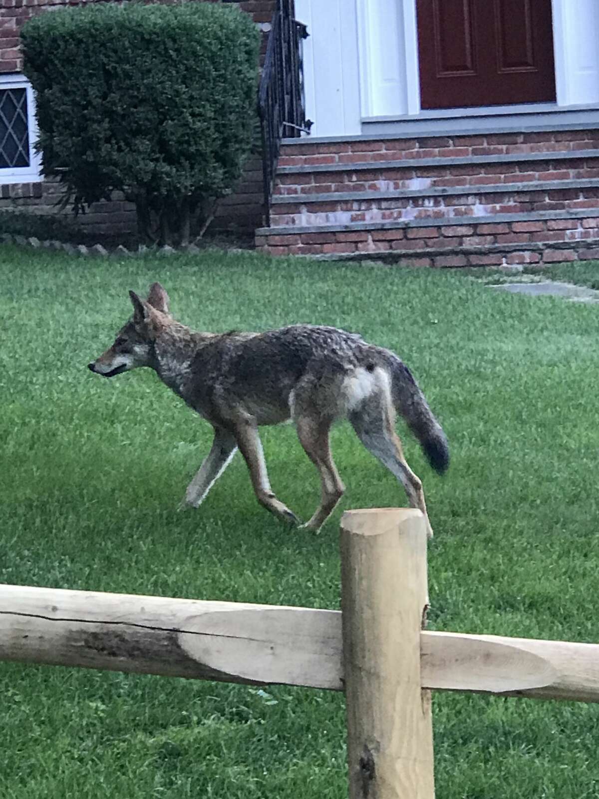 Coyote spotted in fenced-in Riverside yard; another in Glenville