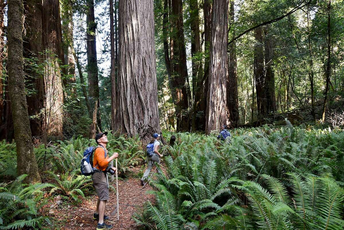 Writer Robert Earle Howells stops during a hike through the Tall Trees Grove in Redwood National Park during a hike to the Hyperion tree.