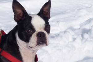 PETS REMEMBERED: Fair Roxanne - Photo