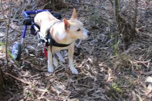 PETS REMEMBERED: Kiku - Photo