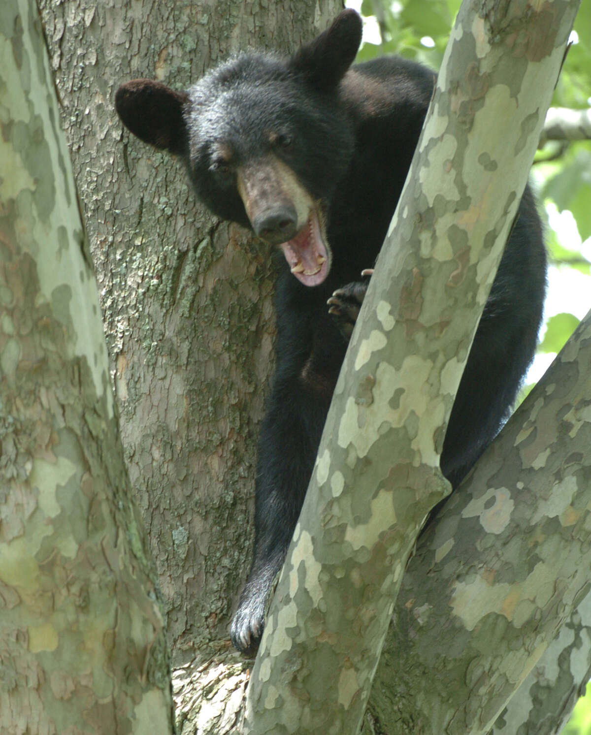 A black bear was spotted running through Newton: 'Please do not approach  the bear'