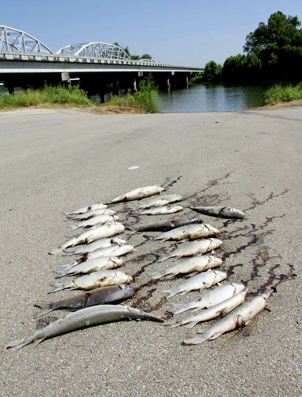 In an insult to the senses, angling ethics and the law, these bow-killed alligator and longnose gar, buffalo, common carp and bowfin, were left lined up, rotting in the summer sun and blocking a portion of a boat ramp on the Trinity River.