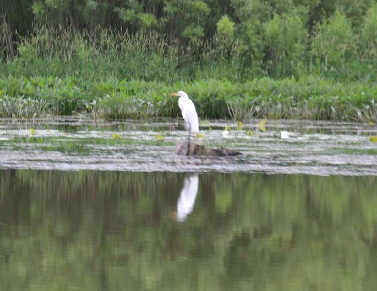 FILE - A snowy egret is shown along a Saginaw River tributary, as seen during a 'Johnny Panther Quest' eco-tour given by Wil Hufton.