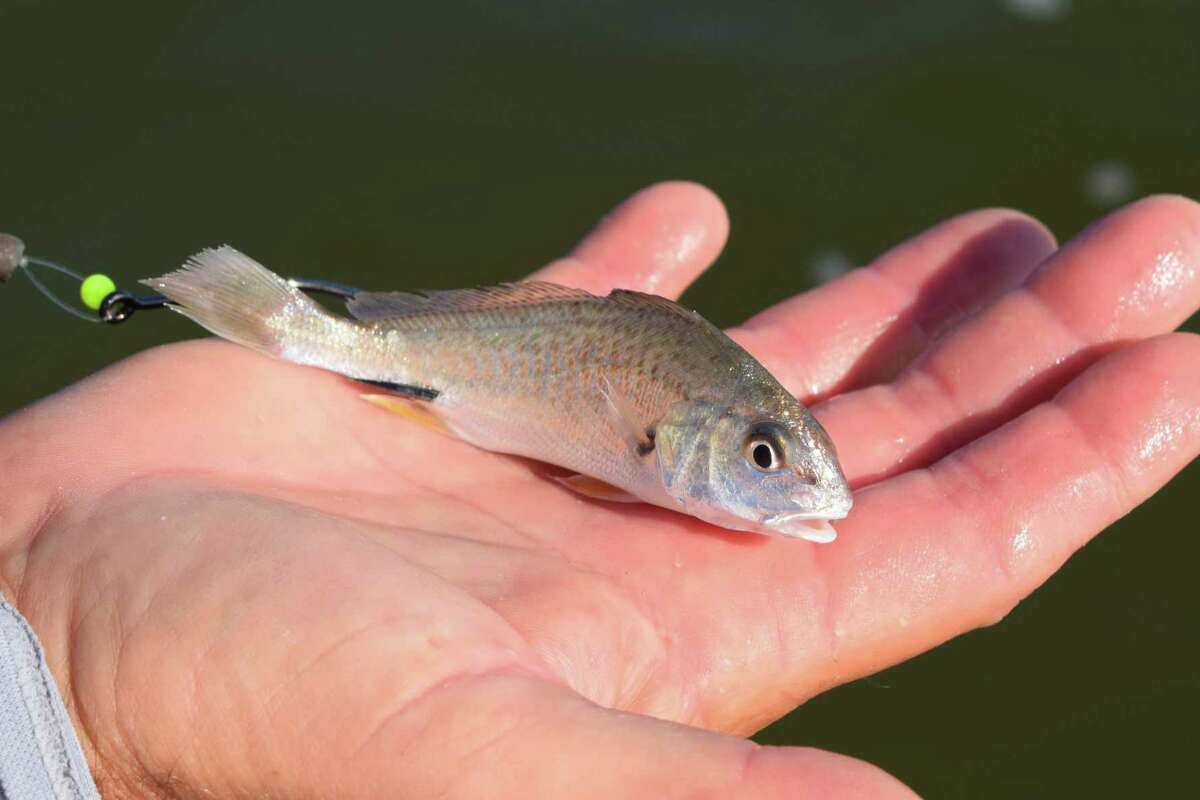 Croaker season lights up speckled trout action at Baffin Bay
