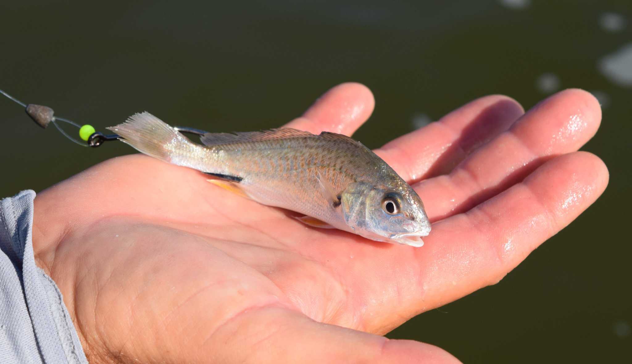 croaker fishing with mure lures Paul Brown Crazy Sinking Twitchbait CC The SLICK is an aerodynamic soft plastic jerk bait designed to target larger fish and cover more water through longer casts SLICK Jr Croaker 7225 -