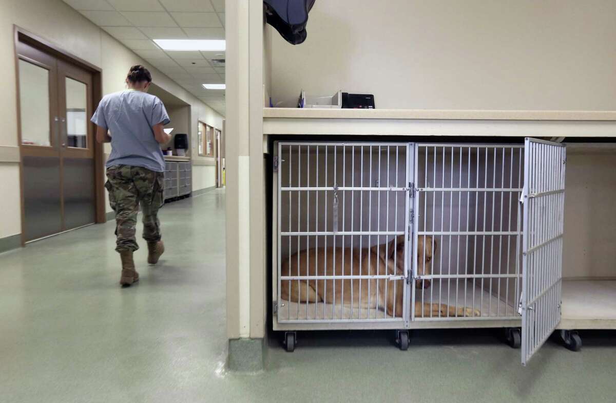 Oneofakind hospital in San Antonio treats military dogs injured in(01)