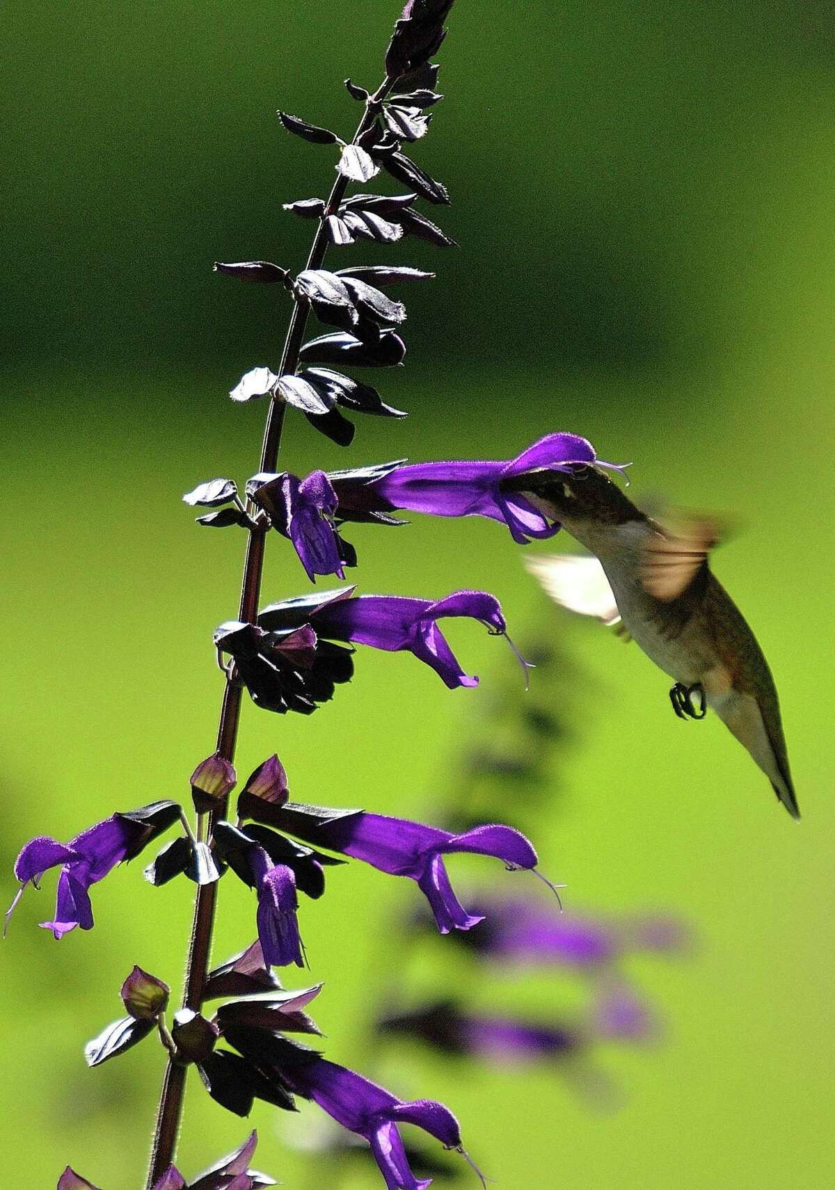 Pollinators love salvias