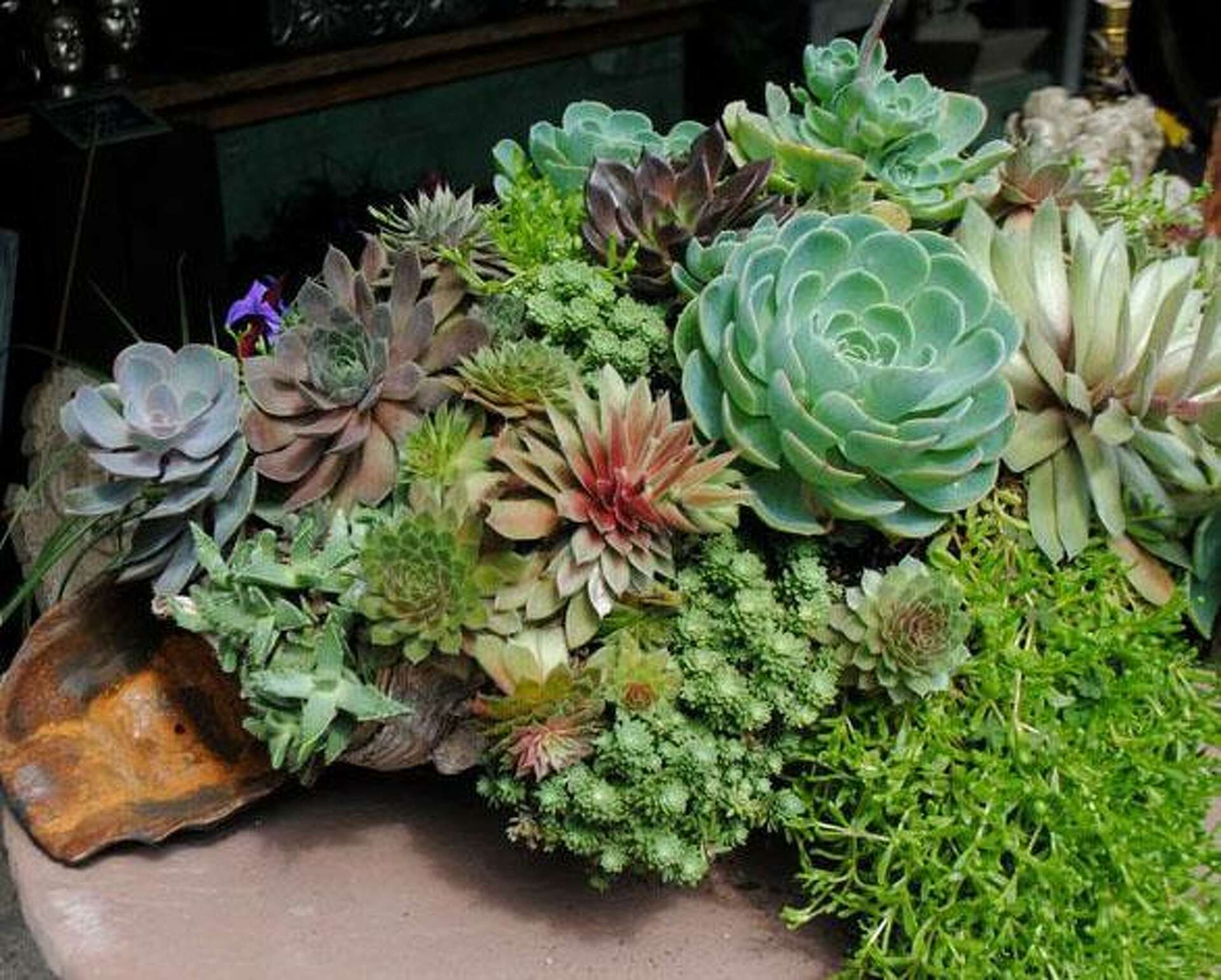 succulent types names Types of Succulents | Digital Printable Succulent Identification Chart main image 0