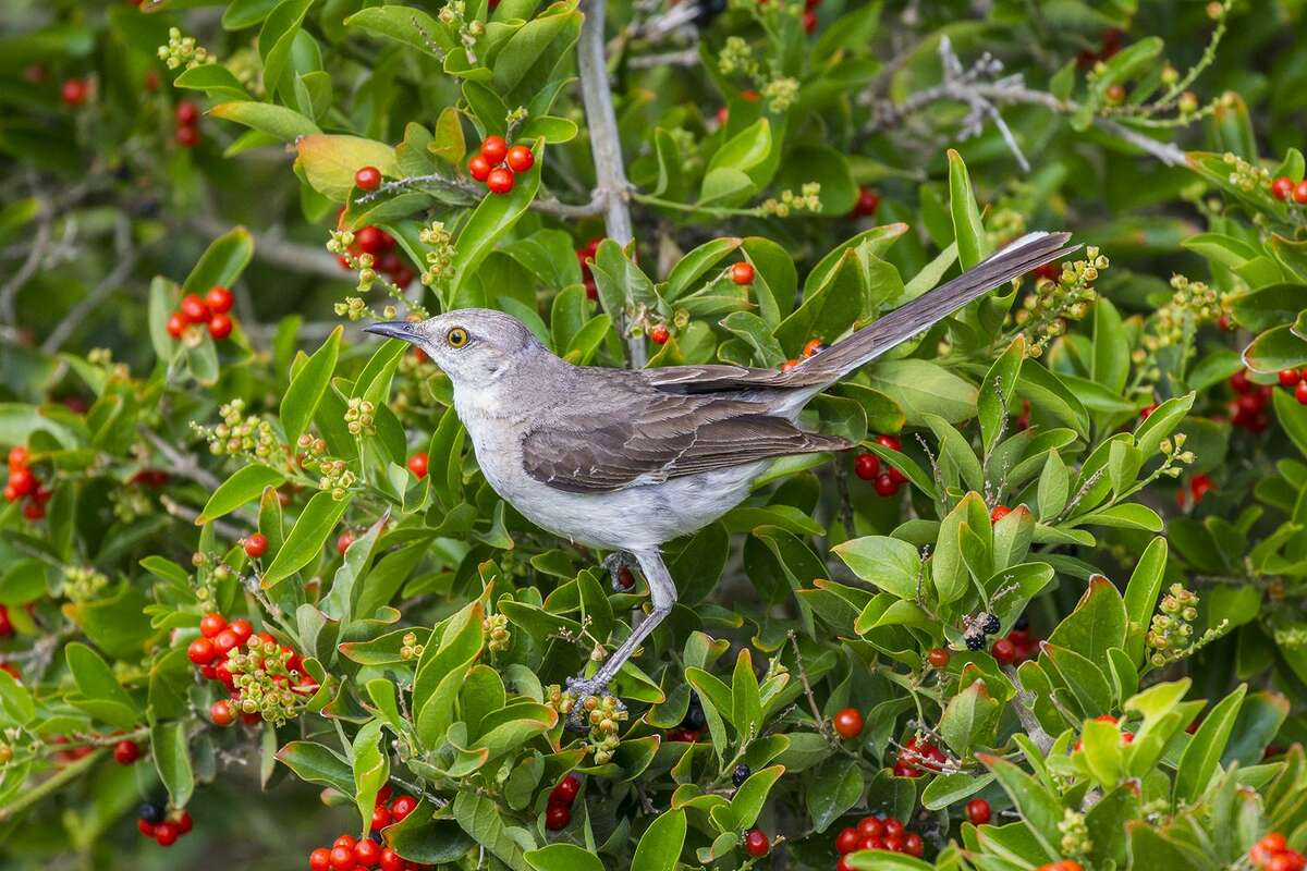 Thomas Jefferson listed 125 species of birds hed seen in Virginia including the Mocking bird. Today we call that bird a mockingbird.