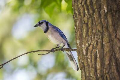 A Blue Jay S Feather Tells A Story