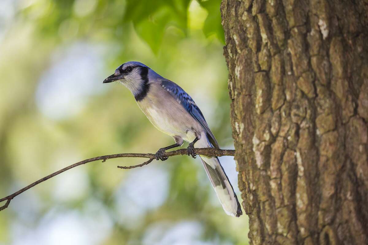 A Blue Jay with Half of Its Baby Feathers Still » TwistedSifter