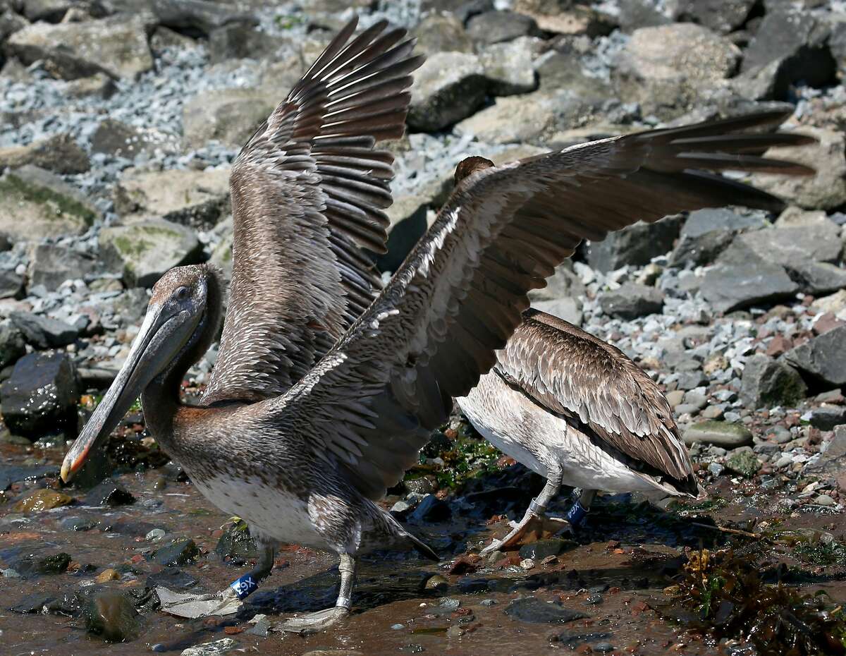 A brown pelican spreads its wings after it is released back into the wild at Ft. Baker in Sausalito, Calif. on Friday, June 29, 2018. Seven of the birds were nursed back to health after they were discovered in poor condition and brought to the International Bird Rescue center in Fairfield.