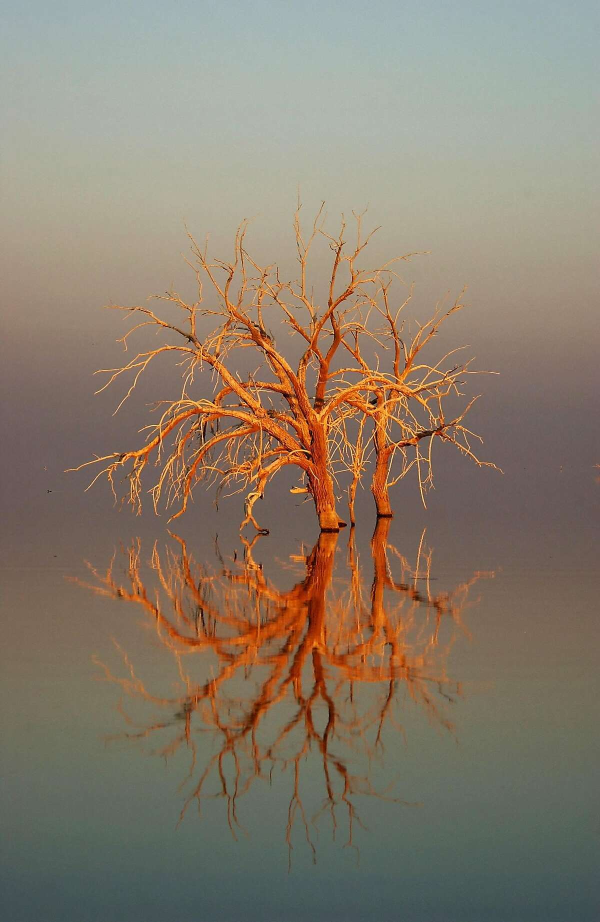 SALTON SEA, CA - JUNE 17: Trees flooded by the Salton Sea are illuminated by sunrise on June 17, 2003 in the Colorado Desert of southern California. The Salton Sea Authority is considering a plan to shrink the salty 376-square-mile lake by capturing and desalting agricultural runoff that flows into the sea from Imperial Valley farms in an effort to reduce salinity and make the body of water more habitable to fish and birds along the Pacific flyway. Farmers would then reuse the treated water, and more Colorado River water would be made available for Southern California cities, according to the Metropolitan Water District. The Salton Sea area has long been entrenched in California's water wars and is one a major stop for migrating birds. (Photo by David McNew/Getty Images)