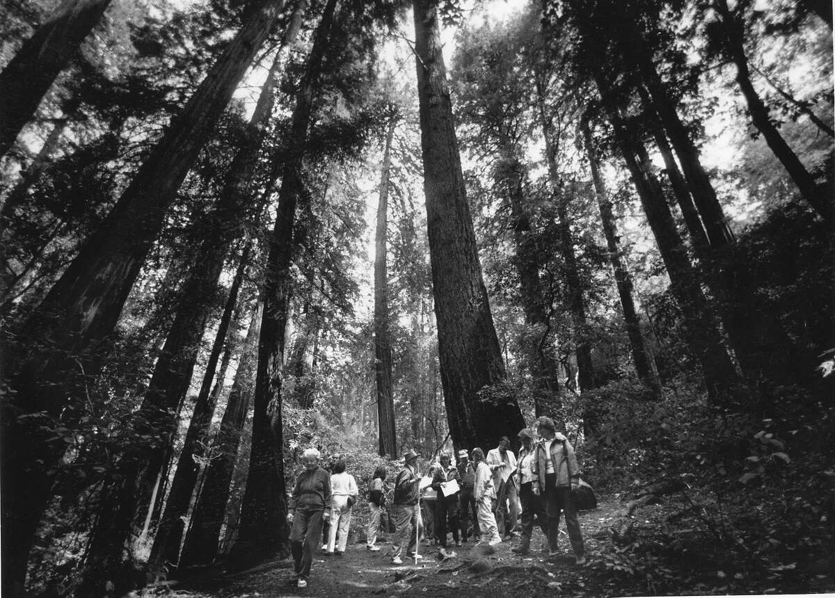 A group of hikers celebrating the birthday of John Muir at Muir Woods National Monument, April 21, 1988