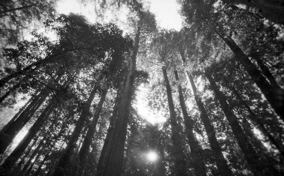 How one couple saved Muir Woods from becoming a dammed reservoir