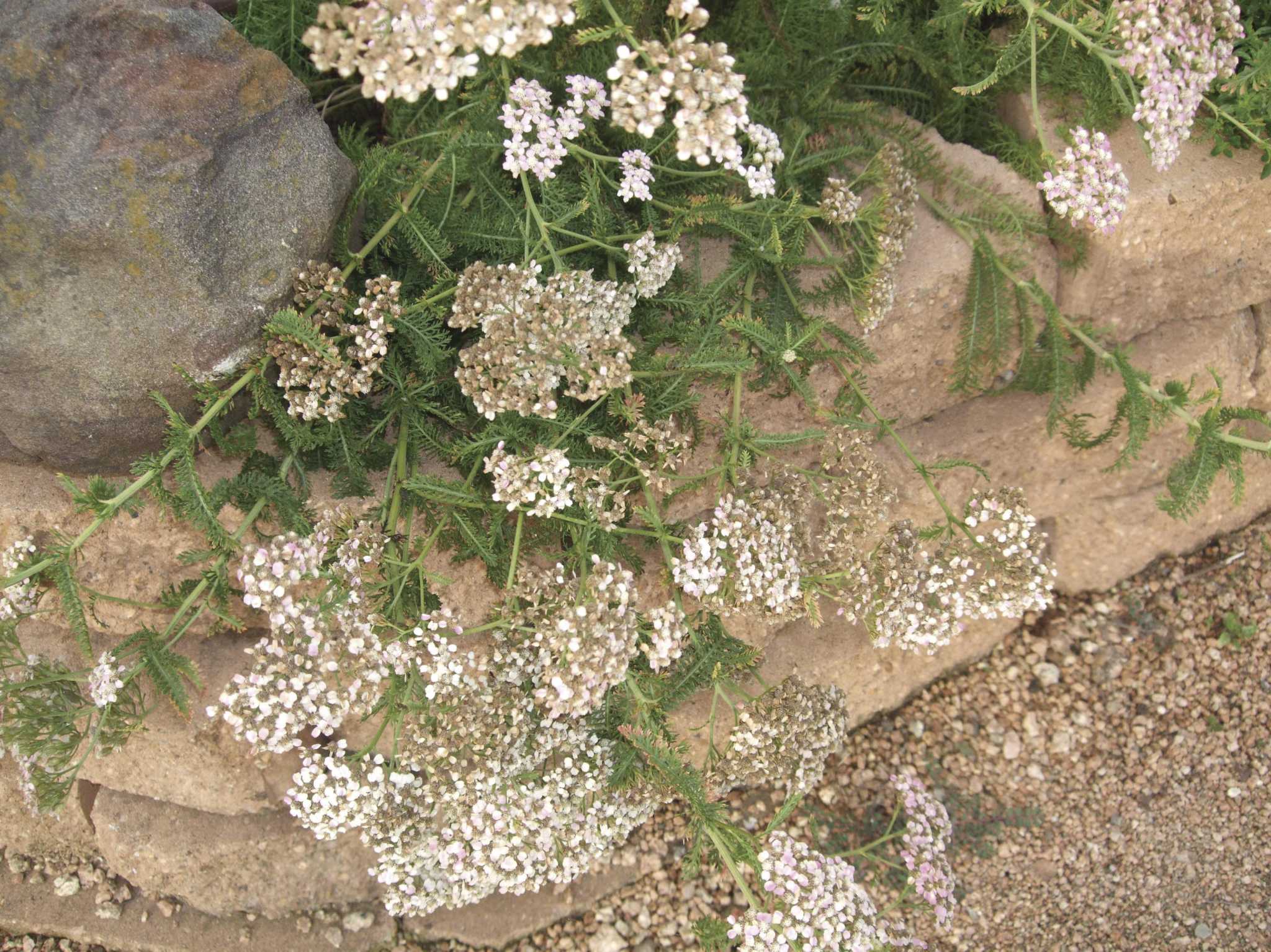 Master Gardener Herbs That Repel Chickens and Deer