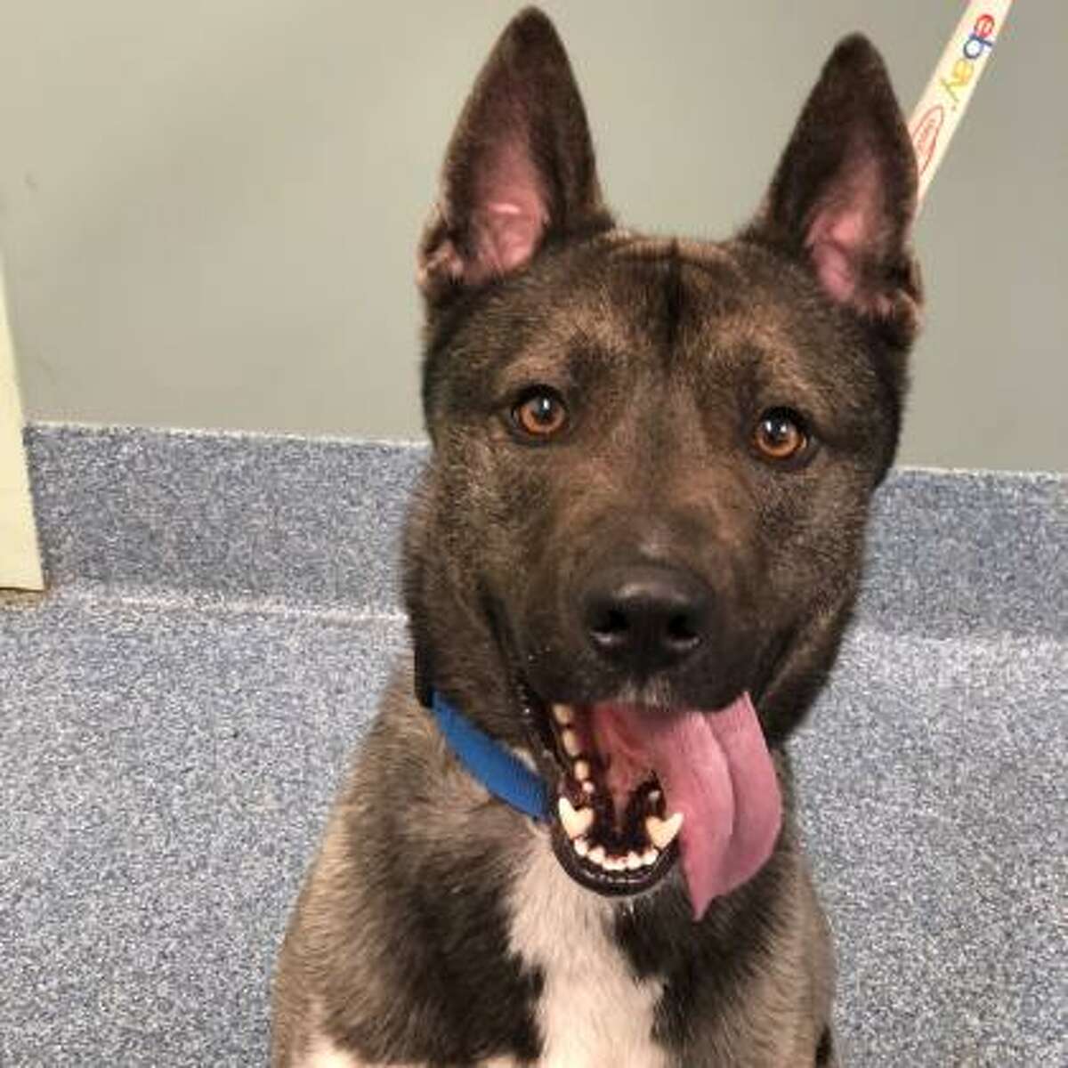 Photos: Adoptable pets at the Mohawk Hudson Humane Society