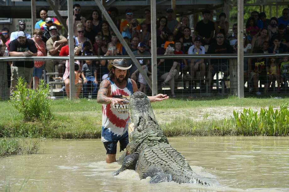 Photos: Gator Country celebrates Big Al’s birthday - Beaumont Enterprise