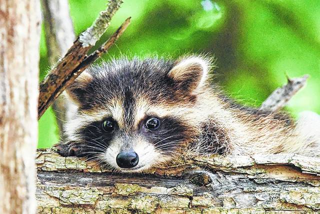 Woman rescues baby raccoon, inadvertently exposes 20