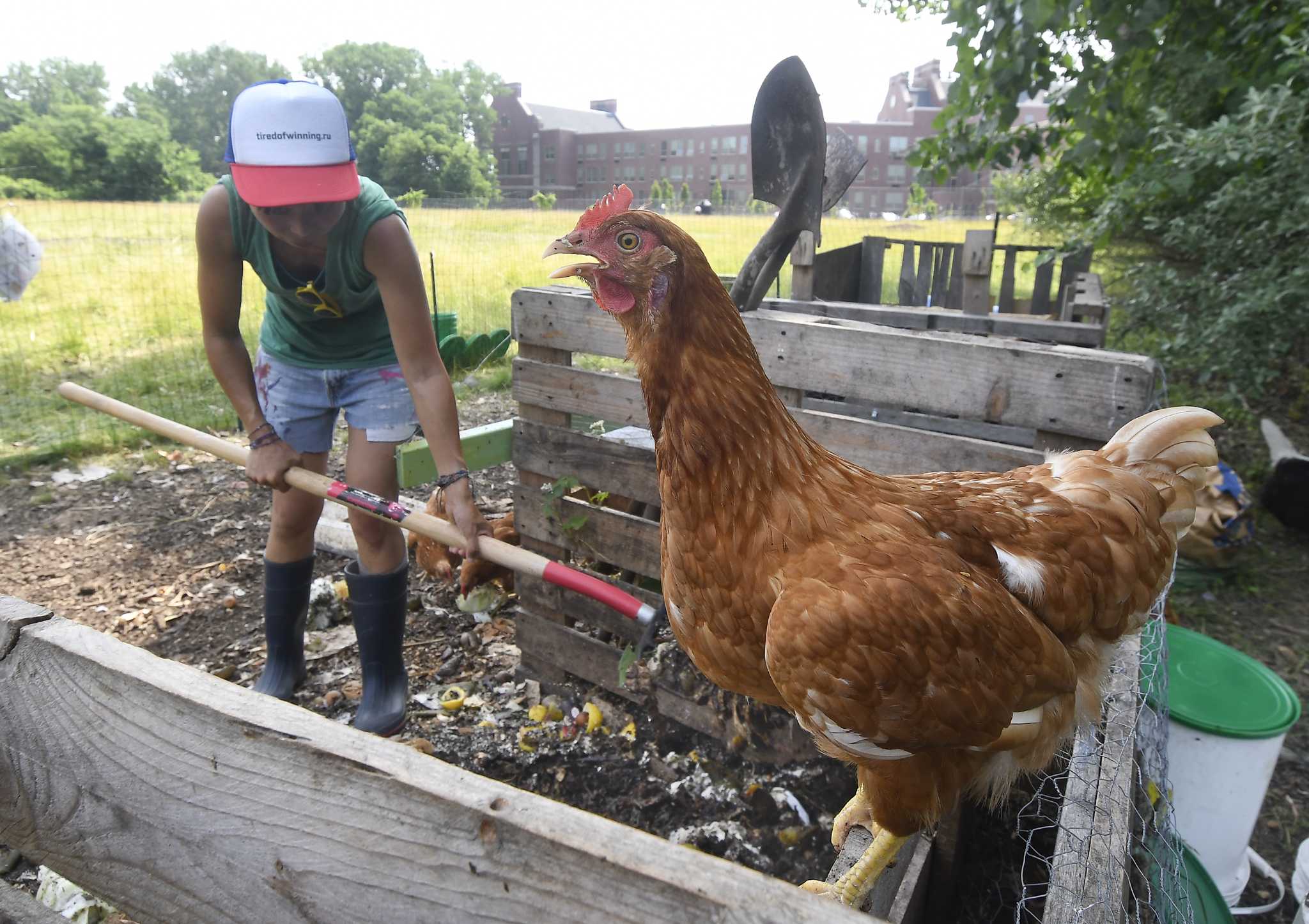 Albany hatches new plan to allow chickens in the city