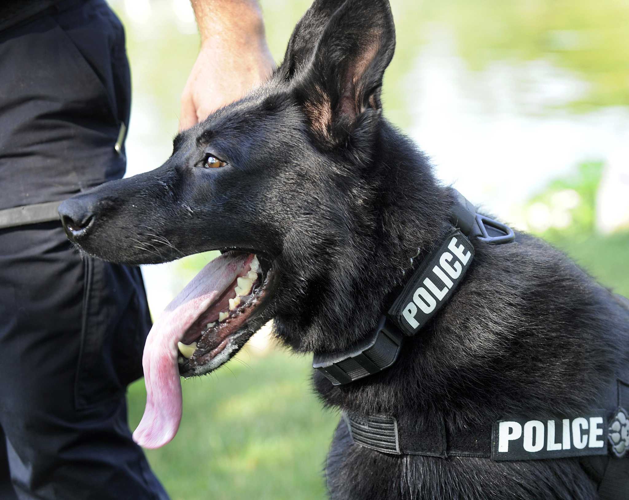 Police hotsell k9 collars