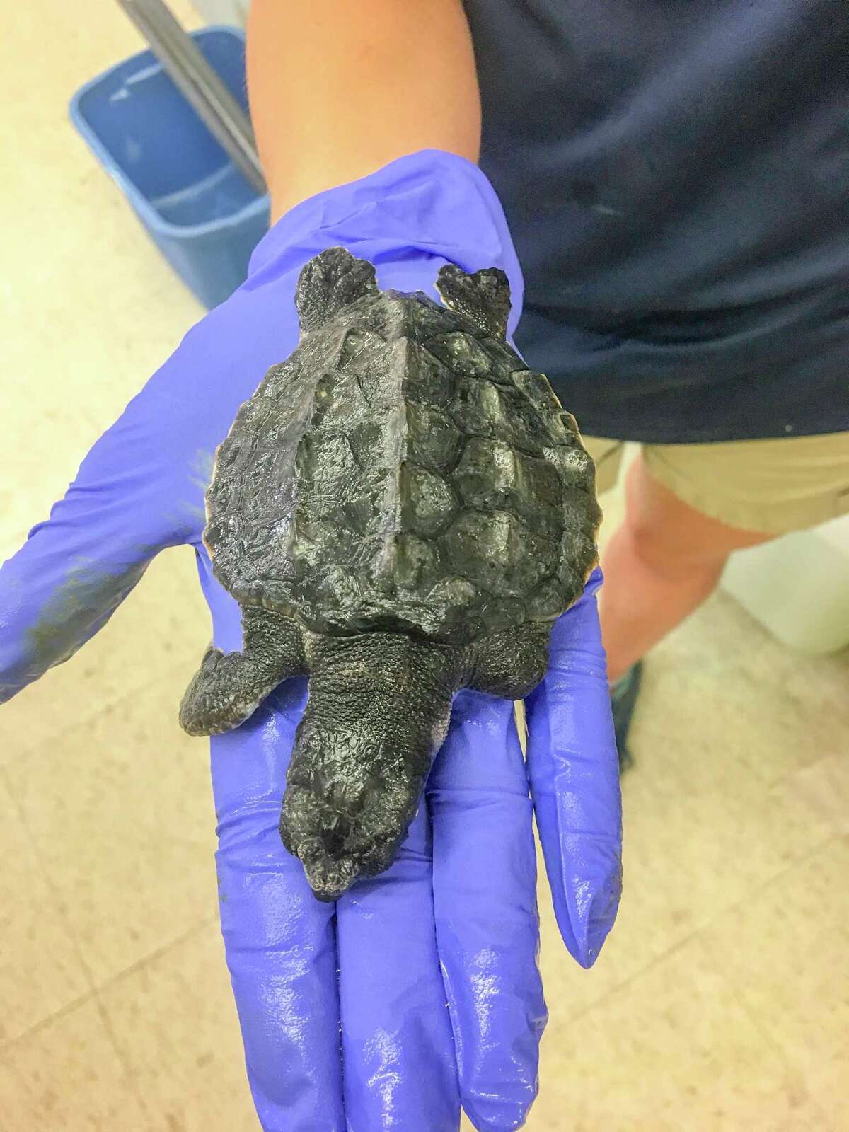 Champ, a Kemp’s ridley turtle, was rescued and taken to the Texas State Aquarium in Corpus Christi after a September 2017 cold-stunning at Padre Island National Seashore. Keep clicking to discover 12 things you may not have known about sea turtles.