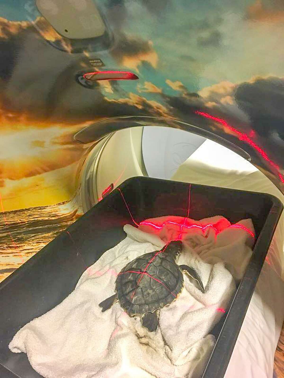 After being rescued from a cold-stunning at Padre Island National Seashore, Champ, a Kemp's ridley turtle gets an MRI at the Texas State Aquarium.
