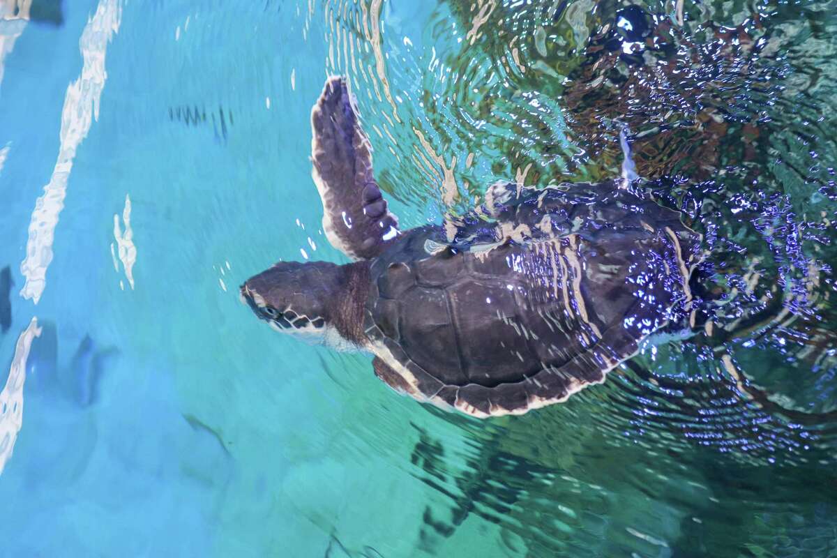 Ten months after being rescued, Champ, a Kemp's ridley turtle, is now in the Coral Reef exhibit at the Texas State Aquarium.