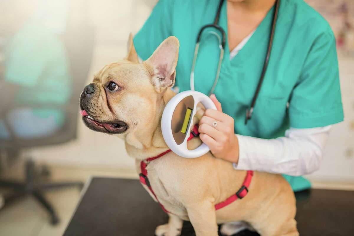 A young French bulldog gets scanned for a microchip.