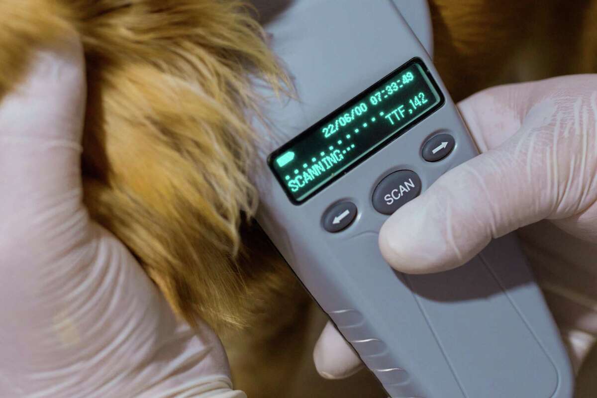 Register your dog’s microchip so she can be rehomed